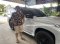 Review Mitsubishi Pajero All New 2022