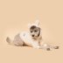 White Bear